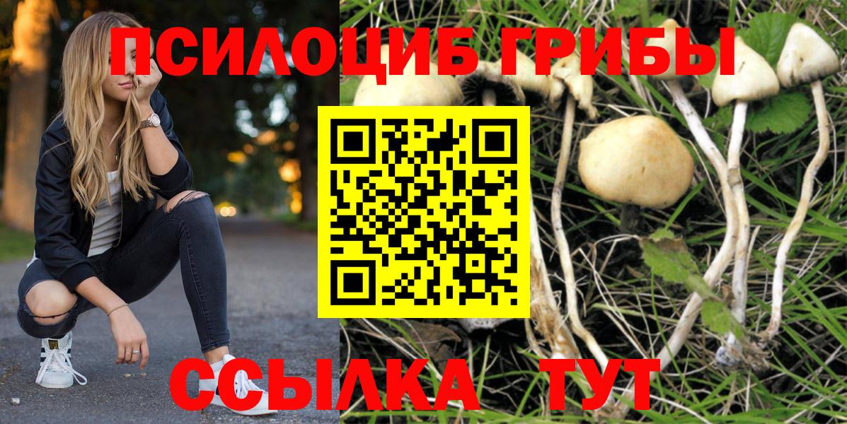 Муравленко  Псилоцибиновые грибы Psilocybe  Вход с VPN 